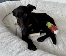 BALIN, Hund, Malinois-Podenco-Mix in Spanien - Bild 9