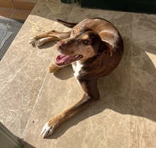 LUNA, Hund, Podenco-Mix in Spanien - Bild 2