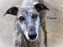 TIMUR, Hund, Galgo Español in Spanien