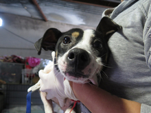 BOOMER, Hund, Bodeguero Andaluz-Mix in Spanien - Bild 2