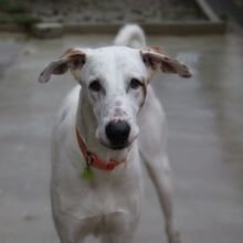 SPAGHETTI, Hund, Mischlingshund in Spanien - Bild 4