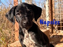 NAPOLES, Hund, Mischlingshund in Spanien