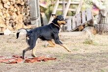 RONJA, Hund, Mischlingshund in Rumänien - Bild 2