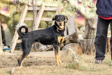 RONJA, Hund, Mischlingshund in Rumänien - Bild 3