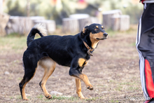 RONJA, Hund, Mischlingshund in Rumänien - Bild 5