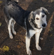 VOJAN, Hund, Mischlingshund in Griechenland - Bild 12