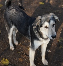 VOJAN, Hund, Mischlingshund in Griechenland - Bild 13