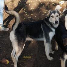 VOJAN, Hund, Mischlingshund in Griechenland - Bild 14