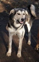 VOJAN, Hund, Mischlingshund in Griechenland - Bild 15