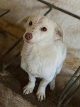 TIO, Hund, Mischlingshund in Griechenland - Bild 3