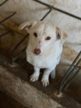 TIO, Hund, Mischlingshund in Griechenland - Bild 4