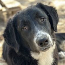 ROGER, Hund, Mischlingshund in Griechenland - Bild 1