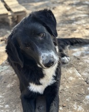 ROGER, Hund, Mischlingshund in Griechenland - Bild 2