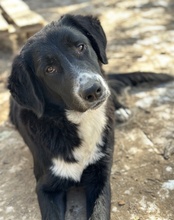 ROGER, Hund, Mischlingshund in Griechenland - Bild 4