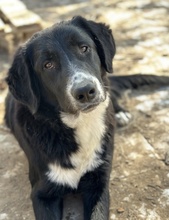 ROGER, Hund, Mischlingshund in Griechenland - Bild 5