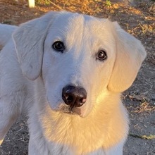 JULIUS, Hund, Mischlingshund in Griechenland - Bild 1