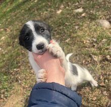 CHEEKY, Hund, Mischlingshund in Rumänien - Bild 4