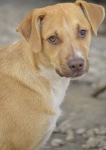 OSKAR, Hund, Labrador-Mix in Spanien