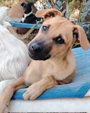 MAX, Hund, Labrador-Mix in Spanien