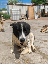 ALOISIA, Hund, Mischlingshund in Rumänien - Bild 2