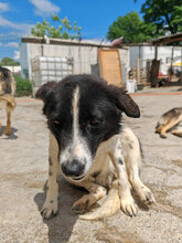 ALOISIA, Hund, Mischlingshund in Rumänien - Bild 3