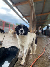 ALOISIA, Hund, Mischlingshund in Rumänien - Bild 5