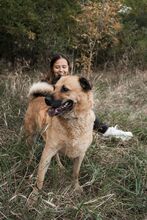 PRADA, Hund, Mischlingshund in Langenhagen - Bild 16