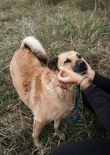 PRADA, Hund, Mischlingshund in Langenhagen - Bild 18