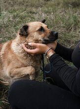 PRADA, Hund, Mischlingshund in Langenhagen - Bild 2