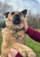 PRADA, Hund, Mischlingshund in Langenhagen - Bild 4