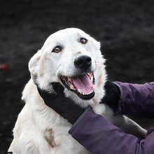 SAGA, Hund, Mischlingshund in Rumänien - Bild 1