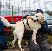 SAGA, Hund, Mischlingshund in Rumänien - Bild 10