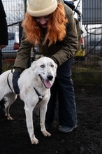 SAGA, Hund, Mischlingshund in Rumänien - Bild 2