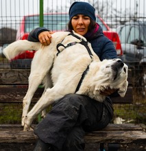 SAGA, Hund, Mischlingshund in Rumänien - Bild 3