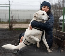 SAGA, Hund, Mischlingshund in Rumänien - Bild 4