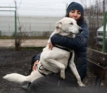 SAGA, Hund, Mischlingshund in Rumänien - Bild 8