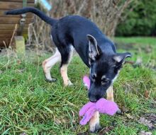 EBBY, Hund, Mischlingshund in Dragun - Bild 12