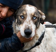 SAPHIRA, Hund, Mischlingshund in Rumänien - Bild 1