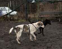 SAPHIRA, Hund, Mischlingshund in Rumänien - Bild 10