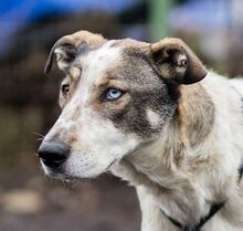 SAPHIRA, Hund, Mischlingshund in Rumänien - Bild 2