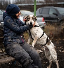 SAPHIRA, Hund, Mischlingshund in Rumänien - Bild 3