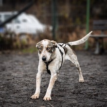 SAPHIRA, Hund, Mischlingshund in Rumänien - Bild 4