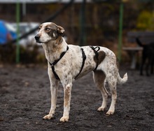 SAPHIRA, Hund, Mischlingshund in Rumänien - Bild 5