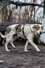 SAPHIRA, Hund, Mischlingshund in Rumänien - Bild 6