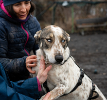 SAPHIRA, Hund, Mischlingshund in Rumänien - Bild 7