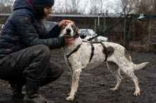 SAPHIRA, Hund, Mischlingshund in Rumänien - Bild 9