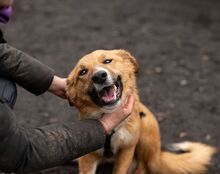 EFFIE, Hund, Mischlingshund in Rumänien - Bild 2