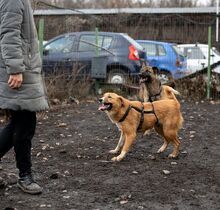 EFFIE, Hund, Mischlingshund in Rumänien - Bild 3