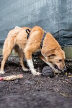 EFFIE, Hund, Mischlingshund in Rumänien - Bild 4