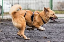 EFFIE, Hund, Mischlingshund in Rumänien - Bild 7